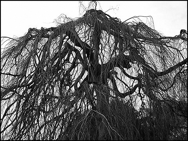 0102-04-360h kafka bäume