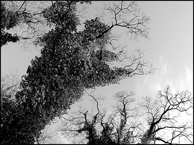 0348-04-360h kafka bäume