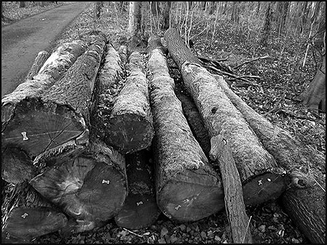 0351-04-360h kafka bäume