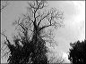 0346-04-360h KAFKA spaziergang