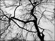 BÄUME - Franz Kafka und die melancholie