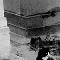 15-paris-1969-katzen  paris 1969 analog : paris, analog, streetlife, katzen, flohmarkt