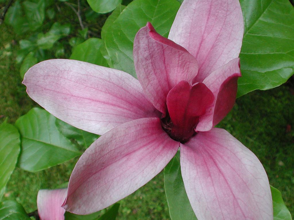 DSCN3999-magnolie