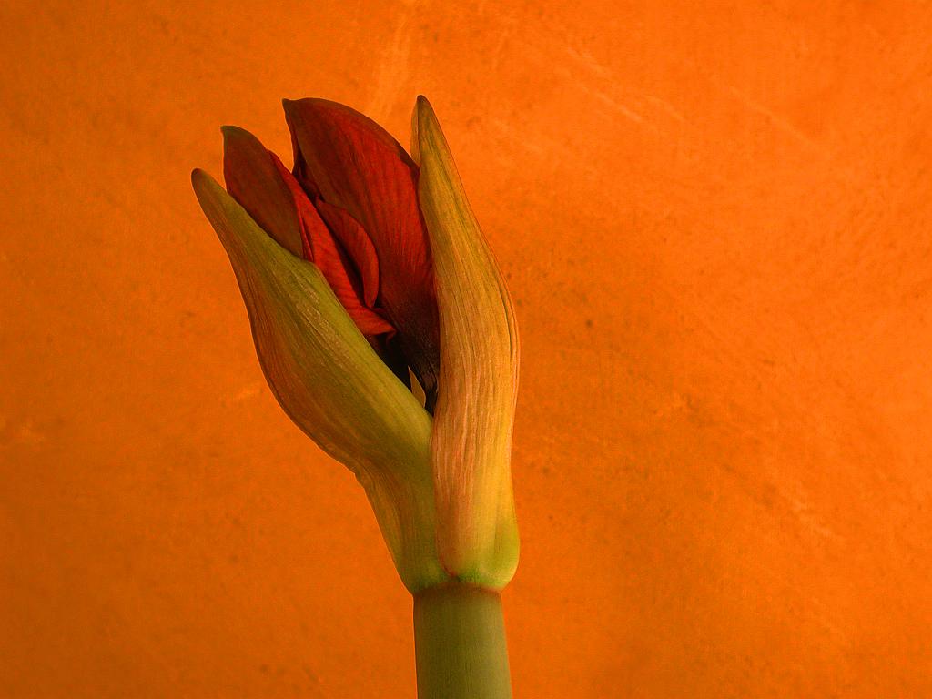 DSCN5430-2003-05-14-amaryllis