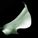 0312-calla-2006.jpg