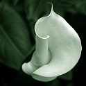 0314-calla-2006.jpg