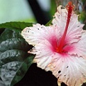 6998-hibiskus-morbid.jpg