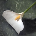 7272-calla-2005.jpg