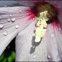 9228-hibiskus-flora