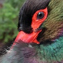 DSCN0086-2004-03-16_zoo-koeln.JPG