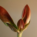 DSCN0137-  tage der amaryllis at home