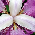 DSCN3979-iris.JPG