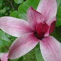 DSCN3999-magnolie.JPG