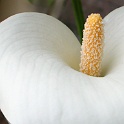 DSCN4044  calla at home : calla