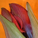 DSCN5437-2003-05-14-amaryllis  tage der amaryllis at home