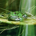 DSC 1477-2007-07-07 qu  männliche frösche sind paarungsgeil total rücksichtslos - ergo: sei kein frosch