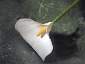 calla at home (3)