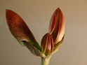 tage der amaryllis at home