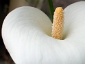 calla at home (4)