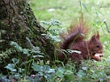 squirel / eichhörnchen in der kölner flora      