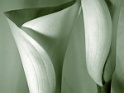 calla at home (2)