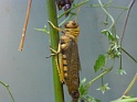 kölner zoo insektarium