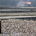 DSC 6803-buchenwald