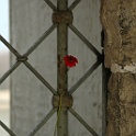 DSC 6901-2007-04-13-buchenwald