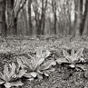 DSC 6970-buchenwald