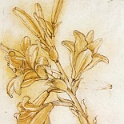07lily  LEONARDO da vinvi