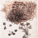 09plants  LEONARDO da vinvi