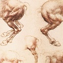 11horse2  LEONARDO da vinvi