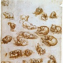 13animal  LEONARDO da vinvi