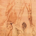 7legs2  LEONARDO da vinvi