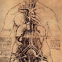 8torso1  LEONARDO da vinvi