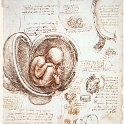 9embryo  LEONARDO da vinvi