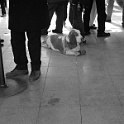 DSCN0030  " lieber ein lebendiger hund, als ein toter löwe "  [H. HEINE] : dogs, dogcity