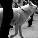 DSC 6068  " lieber ein lebendiger hund, als ein toter löwe "  [H. HEINE] : dogs, dogcity