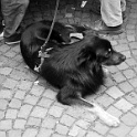 dscn3229  " lieber ein lebendiger hund, als ein toter löwe "  [H. HEINE] : dogs, dogcity