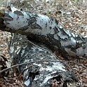H 05700144