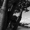 DSCN7678-2003-07-09-hamburg  hamburg aussenalster : stadtansichten, hamburg, außenalster, bäume