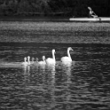 DSC 4866-2007-08-13--hamburg