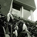 cb_reeserstrasse15-2003